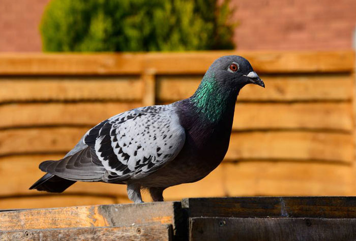 Pigeons in Urban Environments