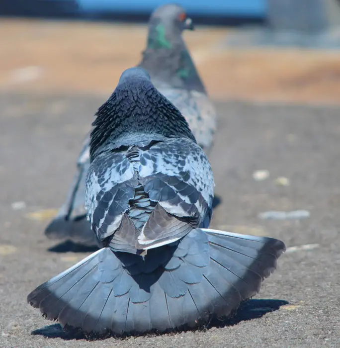 Pigeons performing a love dance to attract a mate