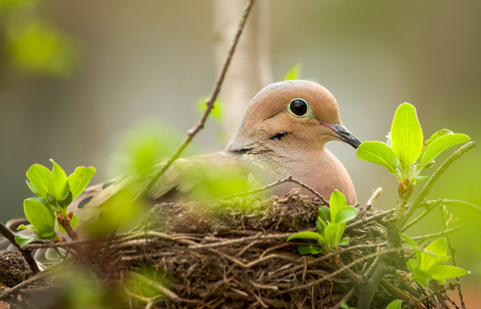 Potential Negative Impacts of Human Activity on Mourning Dove Populations
