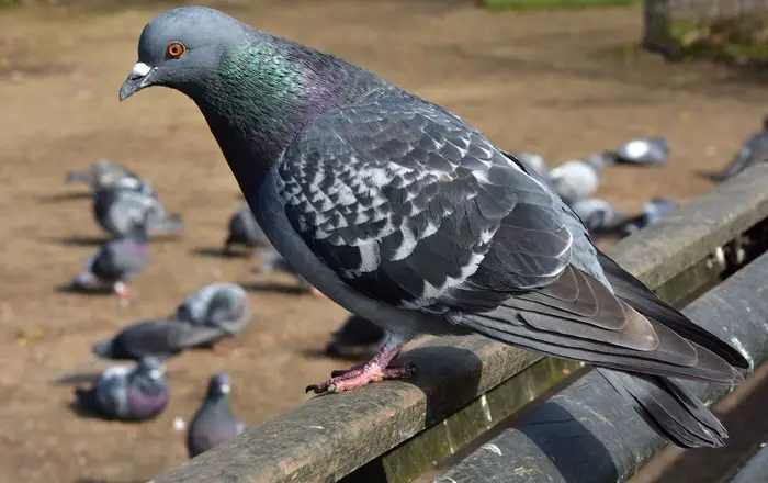 Pressures And Flows In The Pigeon's Circulatory System