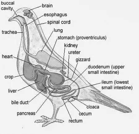 Pigeons Process Of Digestion