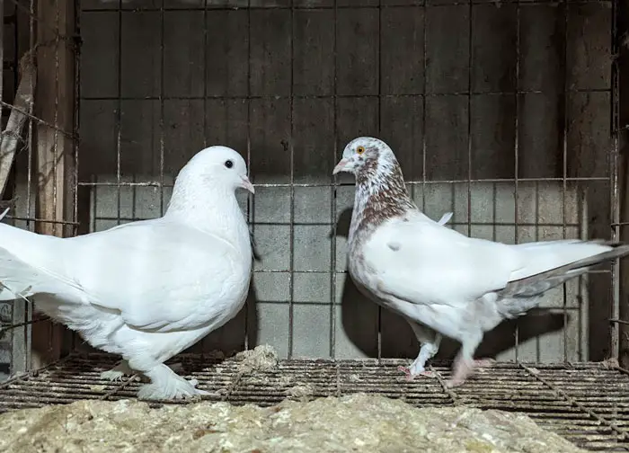 Protect White Pigeon