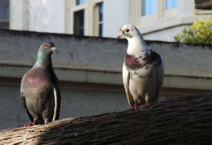Role of Acoustic Cues in Pigeon Mating Behavior
