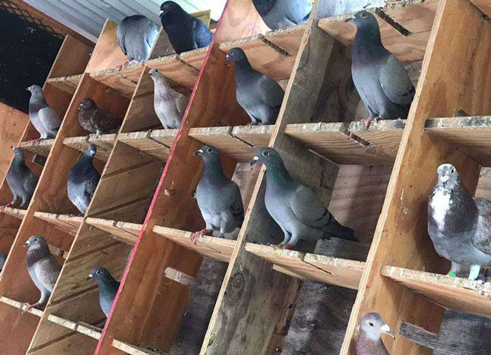 Role of Visual Cues in Pigeon Mating Behavior