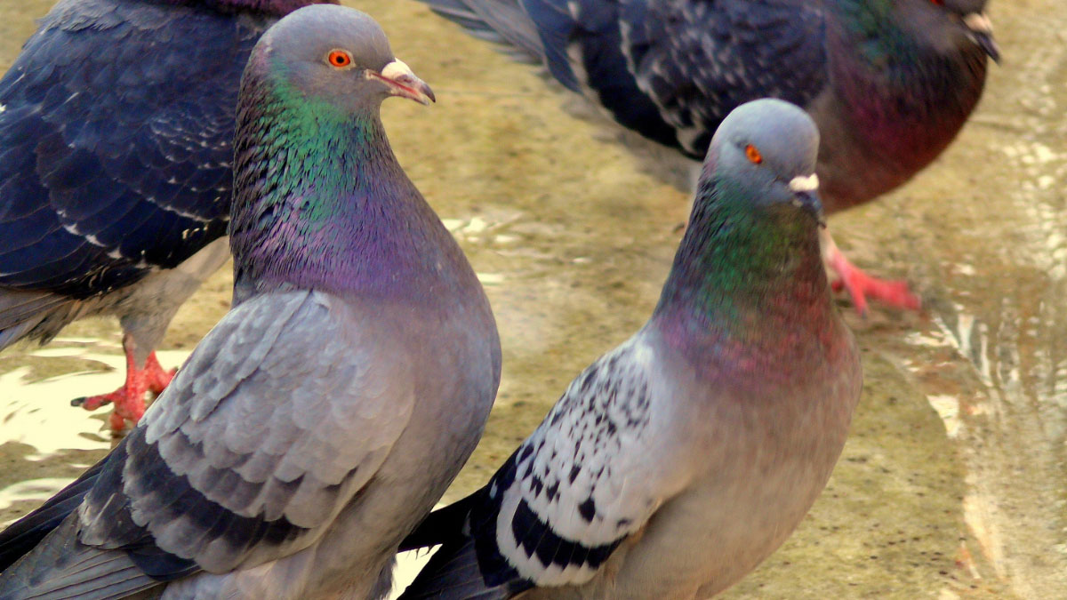 Role of Visual and Acoustic Cues in Pigeon Mating Behavior
