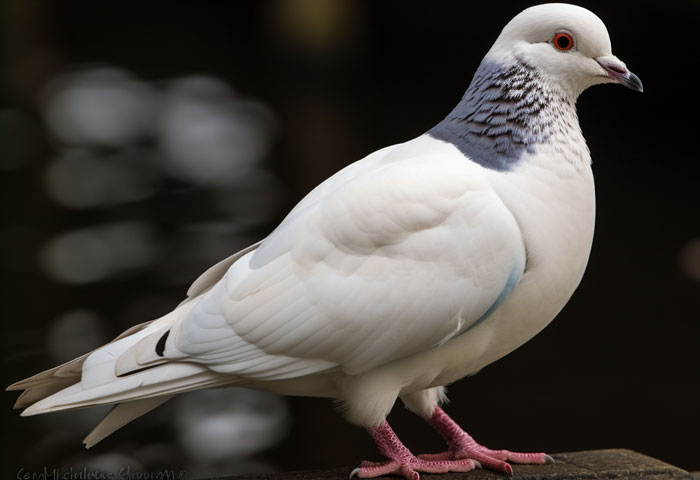Role of White Pigeons in the Ecosystem
