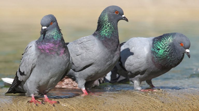 The Fascinating History of Pigeons in Human Cities