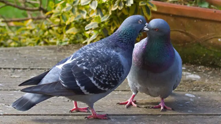 From Courtship to Nesting: Understanding Pigeon Mating Behaviors