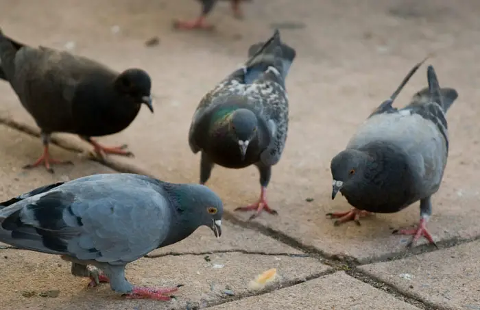 Understanding the pigeon's crop mechanism for food storage