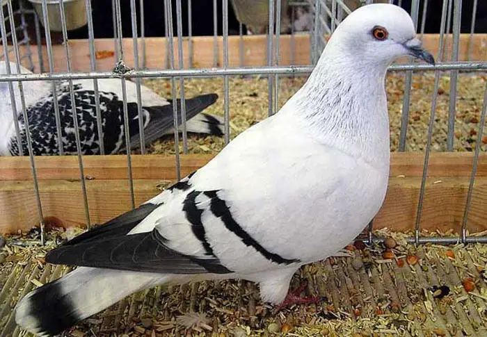 Variations of White Pigeon