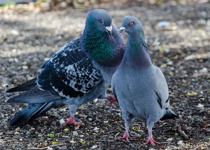 Pigeons engaged in courtship ritual
