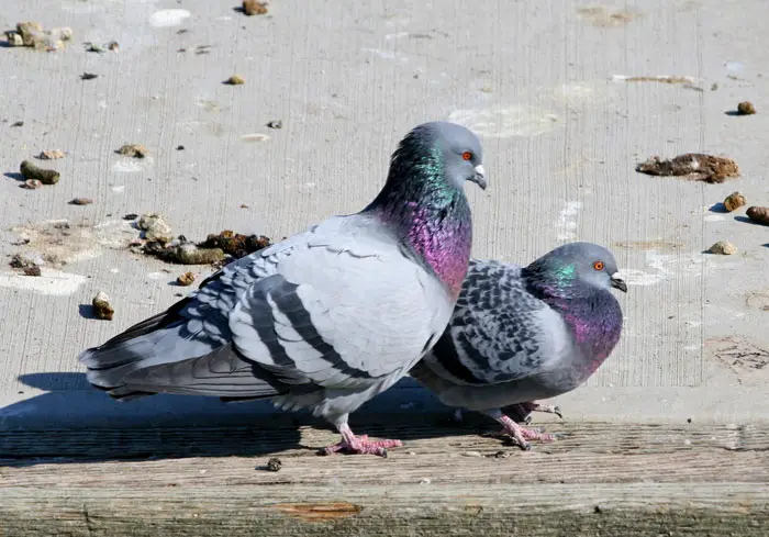 What Dangers And Challenges Do Pigeons Encounter In Urban Areas