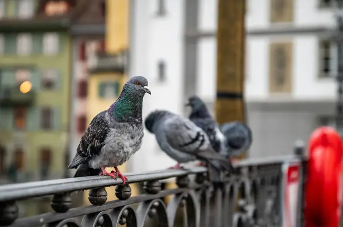 pigeons in the city