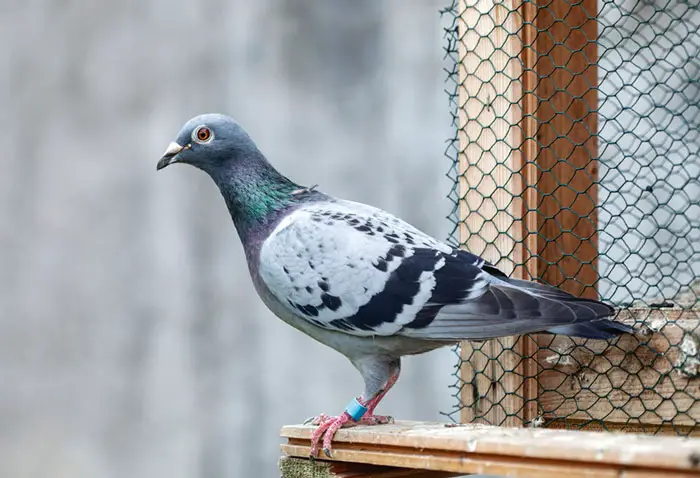 A banded pigeon
