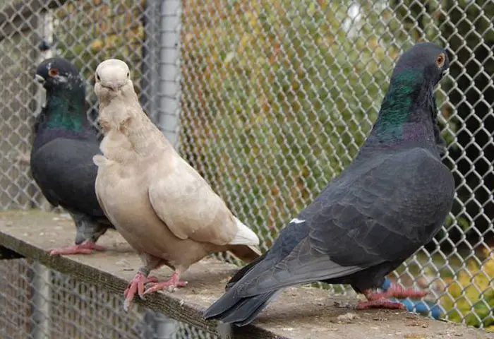 African Owl pigeon