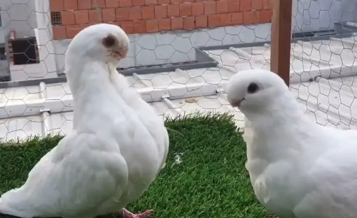 African owl pigeon