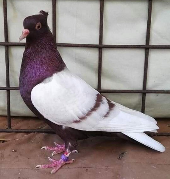 Archangel pigeon