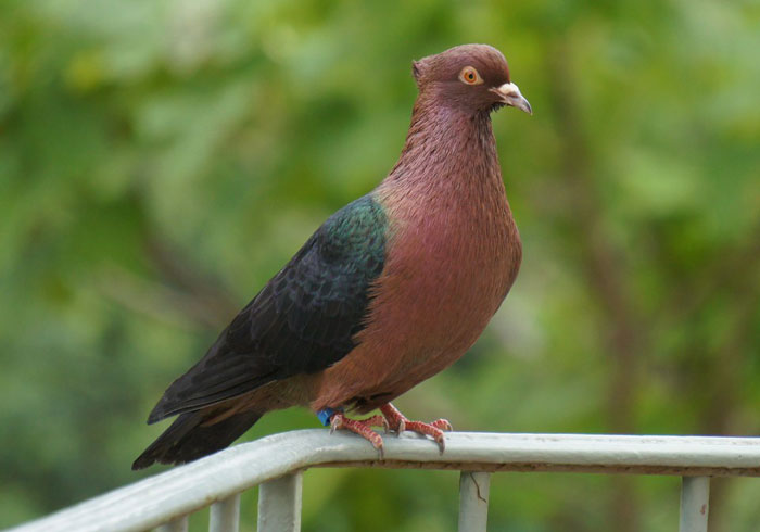 Archangel pigeons