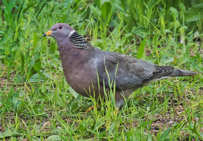 Band-tailed pigeons