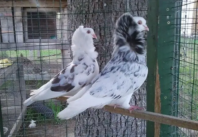 Capuchine pigeons