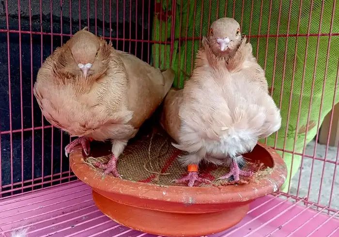 Chinese Owl pigeon