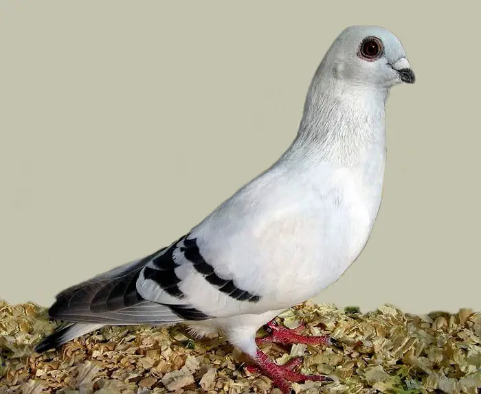 Damask Pigeon