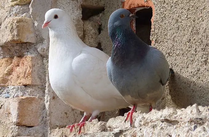 Dove and Pigeon Flight capabilities