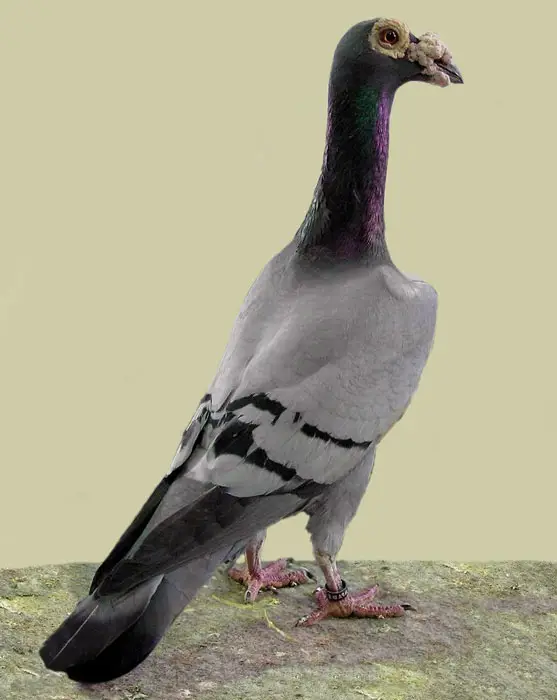 English Quarry Pigeon