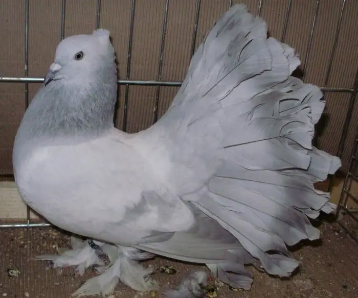 Fantail pigeon