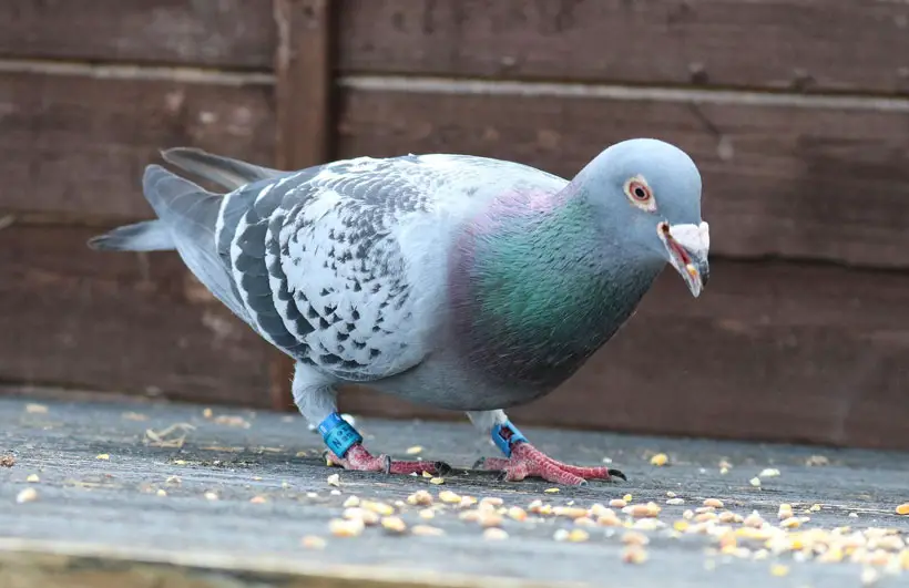 Feeding Racing Pigeons Peanuts