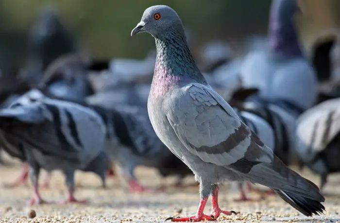 Feral rock pigeons