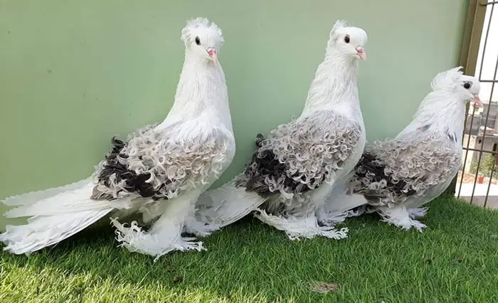 Frillback pigeons