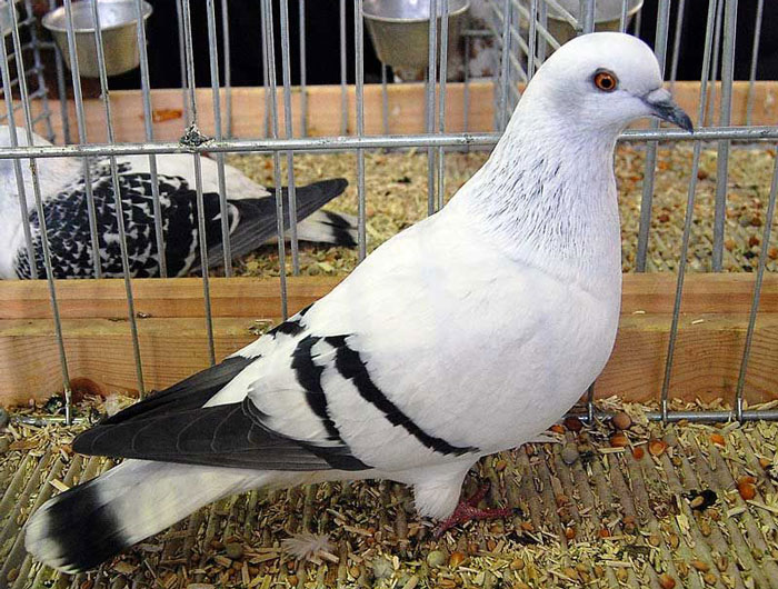 Ice pigeon