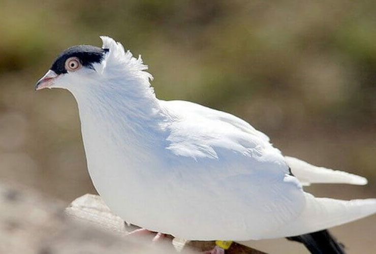 Moscow Monk Pigeon