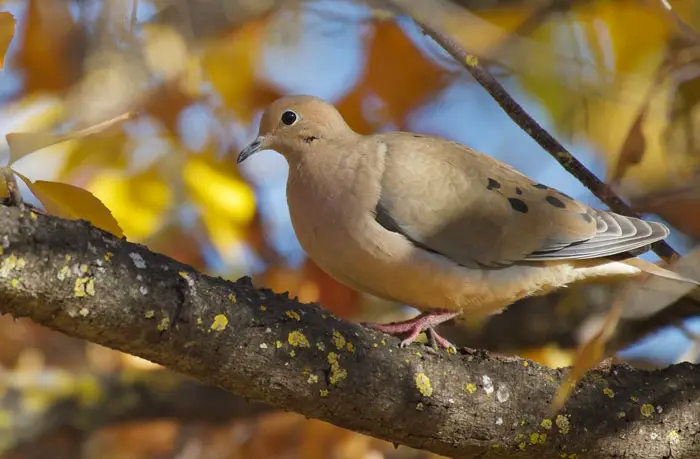 Mourning dove