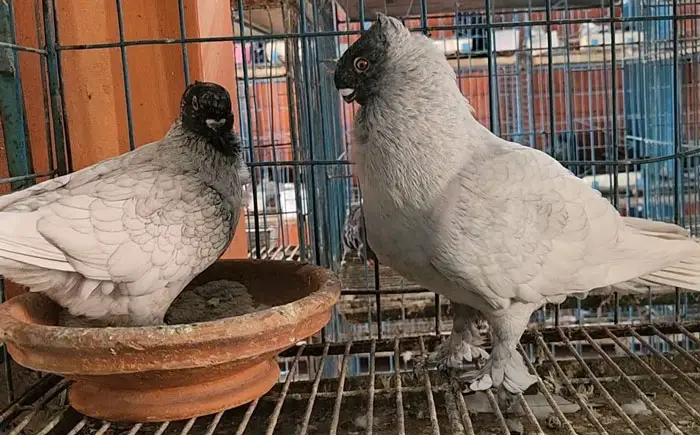 Oriental Frill Pigeon