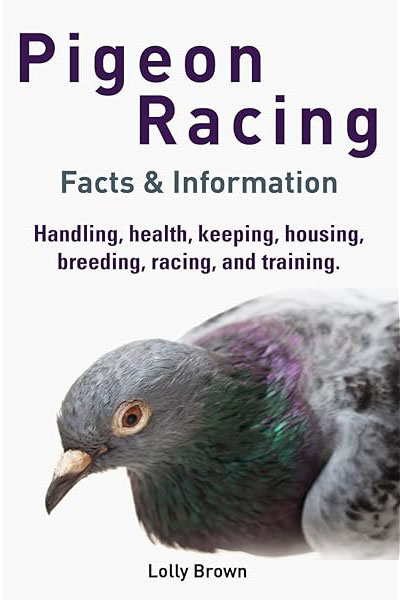 Pigeon Racing by Lolly Brown