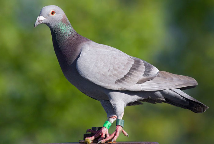 Pigeon with green band on leg meaning