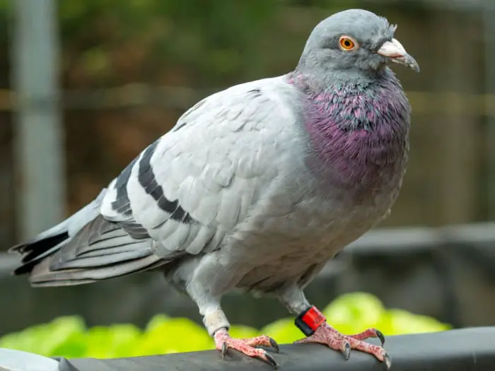 Pigeon with red band on leg meaning