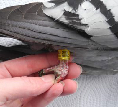 Pigeon with yellow band on leg meaning
