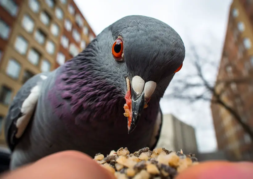 Pigeons Eat Seeds and grains