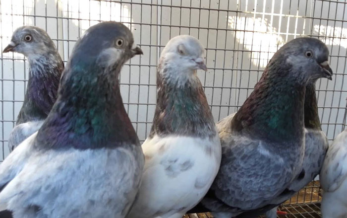 Popular Strains Of Racing Pigeons In The UK