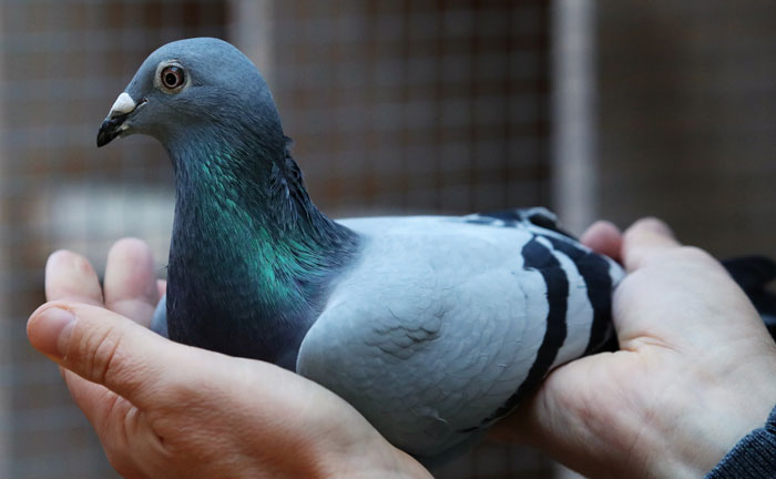 Racing Pigeon Breeds In UK