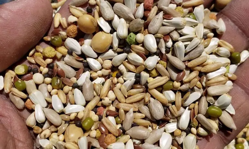 Racing Pigeon Feed mix for Long-distance Races
