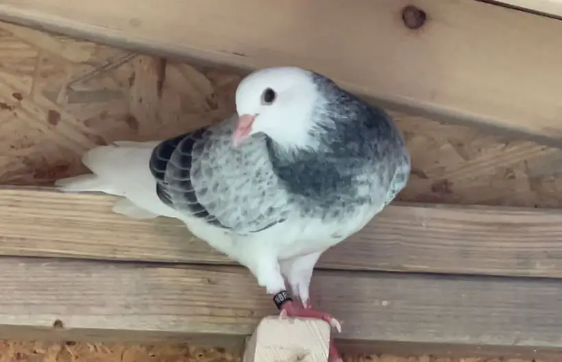 Roller Pigeons