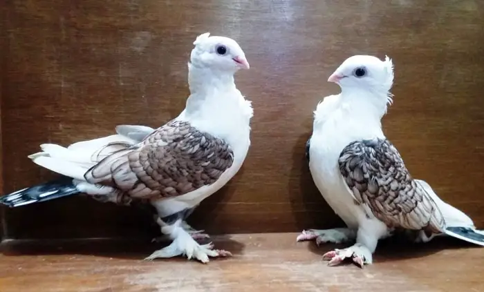 Satinette pigeon