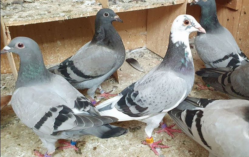 Sprint pigeons