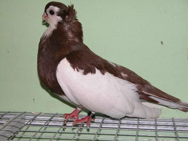 Tape Turman Pigeon