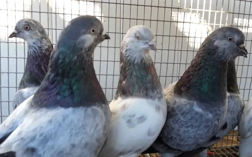 Tippler pigeons