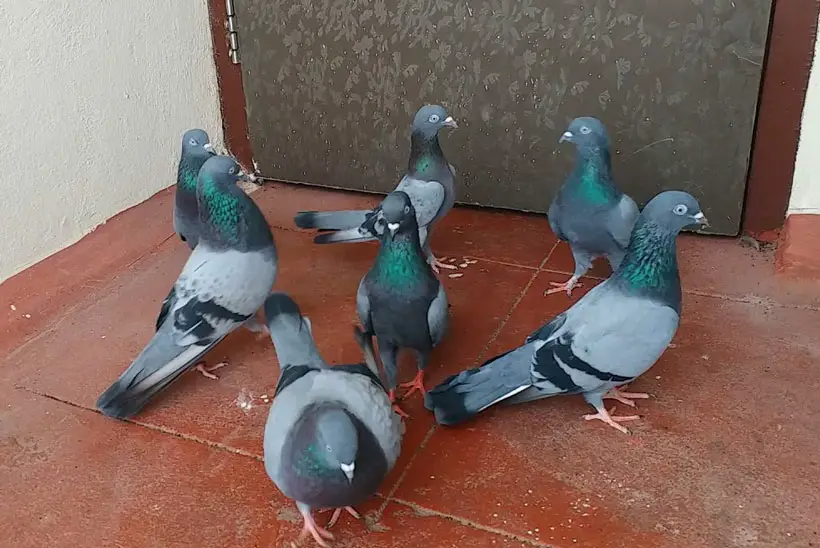 Tumbler Pigeons